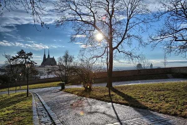 Park ağaç ve Katedrali