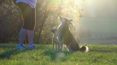 Köpek eğitimi. İtaat eğitimi. Eğitim sırasında küçük köpek yavrusu ve büyük köpek. Yavaş çekim