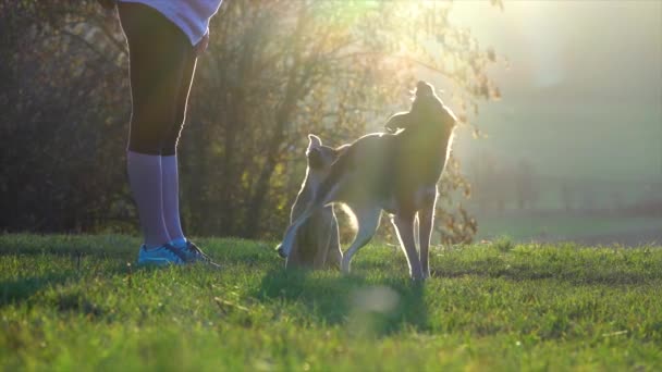 かわいい犬がコマンドを練習 スローモーション — ストック動画