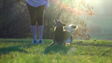 Tatlı köpek komutları uyguluyor. Yavaş çekim