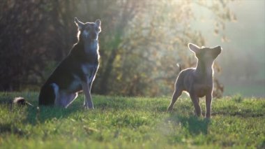 Köpek eğitimi. Yavru köpek komutayı öğreniyor.
