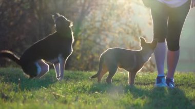 Tatlı köpek komutları uyguluyor. Yavaş çekim köpek komutu