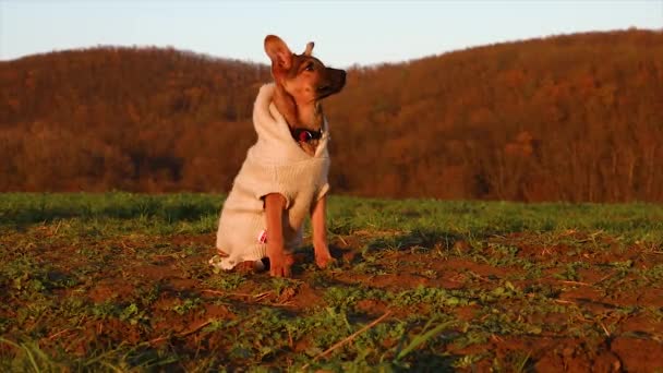 Allenamento Cani Addestramento All Obbedienza Piccolo Cucciolo Durante Allenamento Rallentatore — Video Stock
