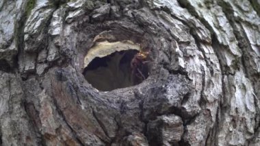Ormandaki bir ağaca yuva yapan eşekarıları (Vespula vulgaris).