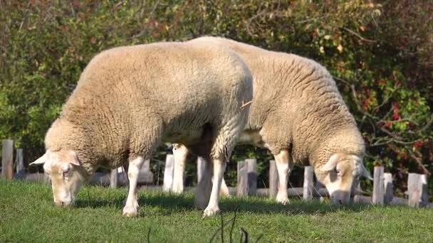 牧草地で羊を放牧する — ストック動画