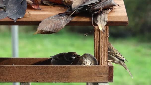 Huismus Passer Domesticus Die Vogelvoer Eet Een Vogelhuisje Langzame Beweging — Stockvideo