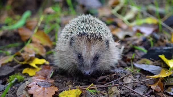 Young Hedgehog Resting Forest — Stock Video