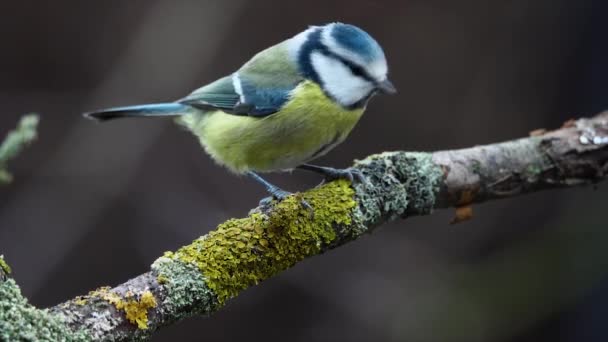 Eurasian Blue Tit Cyanistes Caeruleus Flies Branch Slow Motion — Vídeo de Stock