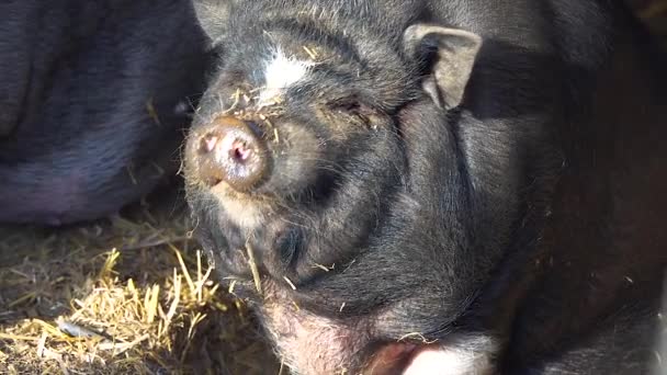 하품하는 돼지의 — 비디오