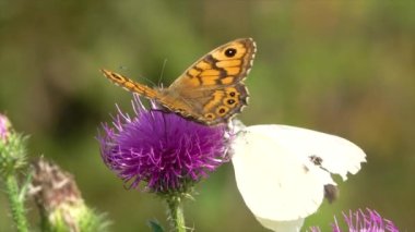 Kelebekler güzel bir çiçeğin üzerinde