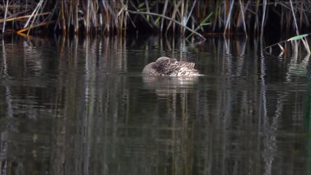 Die Ente Wäscht Sich Auf Dem Bach Treibend Zeitlupe — Stockvideo