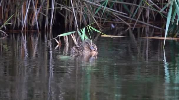 Ente Anas Platyrhynchos Reinigt Federn Und Schwimmt Auf Dem Wasser — Stockvideo