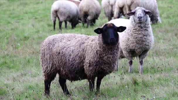 Schafe Ovis Weiden Auf Einer Wiese — Stockvideo