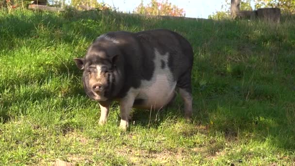 生活在农场里的大猪 — 图库视频影像