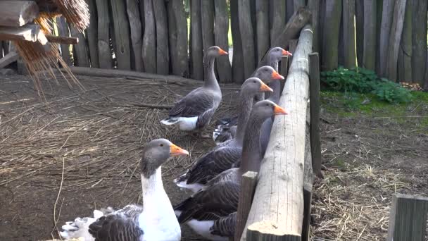 Gänse Anser Anser Gehege — Stockvideo