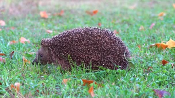 庭の草の中に眠るハリネズミ — ストック動画