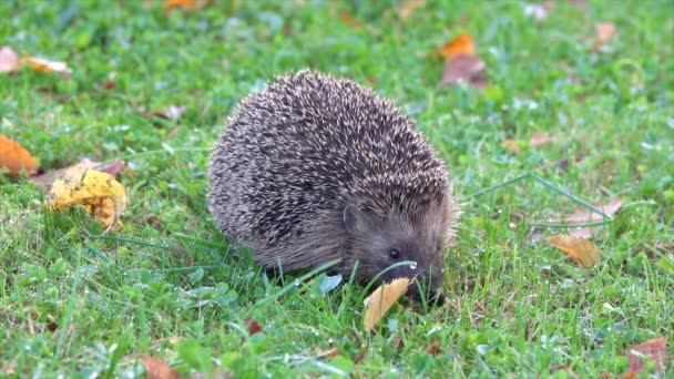 Hedgehog Erinaceinae Taman Yang Terbaring Rerumputan — Stok Video
