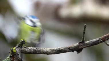 Blue Tit (Cyanistes caeruleus) flying on a tree branch
