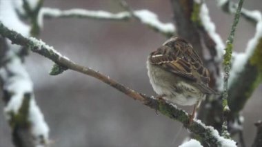 Sparrow Hanedanı (Passer domesticus) kışın bir ağaç dalında oturur.