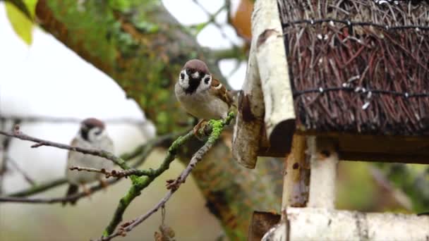 Bir Ağaç Dalında Oturan Serçe Passer Domesticus Kuşu — Stok video