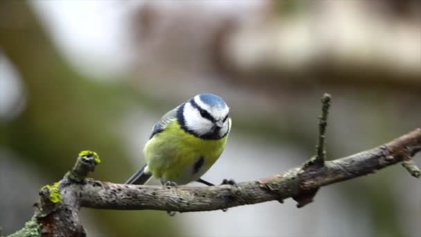 Eurasian Blue Tit Cyanistes Caeruleus Flies Branch Slow Motion — Vídeos de Stock