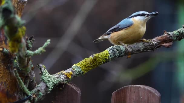 餌を食べながら木の枝に座っている鳥 — ストック動画