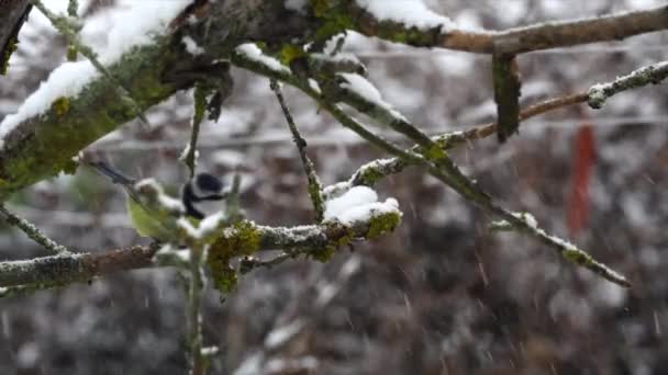 겨울에는 스패로우가 가지로 날아간다 — 비디오
