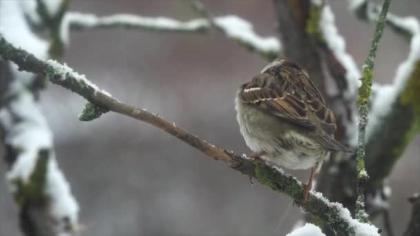 Dom Wróbel Ptak Passer Domesticus Siedzi Gałęzi Drzewa Zimie — Wideo stockowe