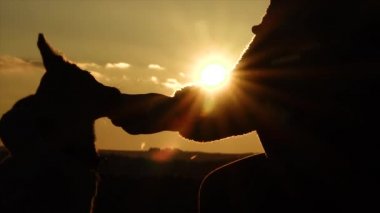 Küçük bir köpeğin yavaş hareketi. Gün batımında pratik yapan sevimli köpek yavrusu.