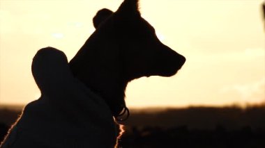 Gün batımında köpek yavrusu emirler uyguluyor. Yavaş çekim