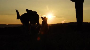 Küçük bir köpeğin yavaş hareketi. Gün batımında pratik yapan sevimli köpek yavrusu.