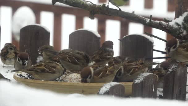 Lots Funny Sparrows Seed Feeder Slow Motion — Stock Video
