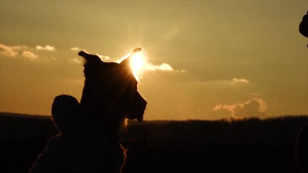 Movimento Lento Cão Pequeno Bonito Treinamento Filhote Cachorro Pôr Sol — Vídeo de Stock