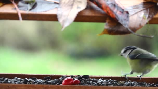 Blue Tit Cyanistes Caeruleus Eats Bird Food Birdhouse — Vídeo de stock