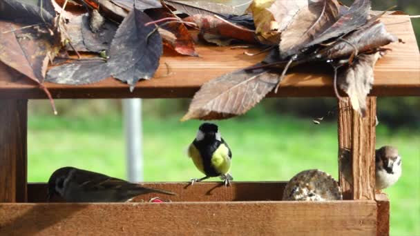 Great Tit Parus Major Eats Bird Food Birdhouse — Vídeos de Stock