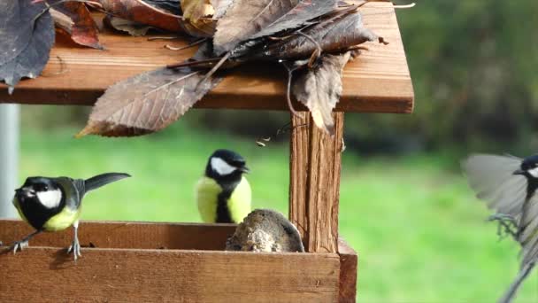 Many Tit Parus Major Eats Food Feeder — Stockvideo