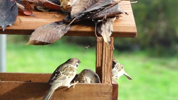 House Sparrows Passer Domesticus Eating Bird Food Birdhouse Slow Motion — Stock Video