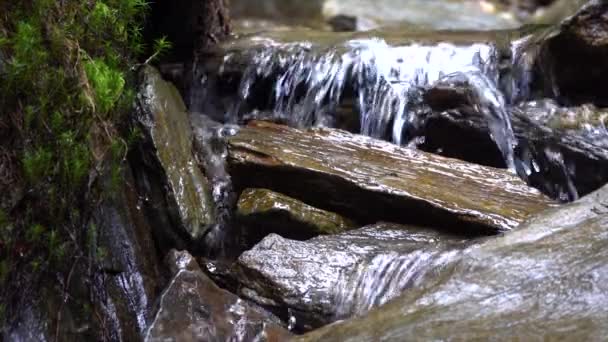 Agua Que Fluye Través Del Bosque Desde Cascadas Corriente — Vídeos de Stock