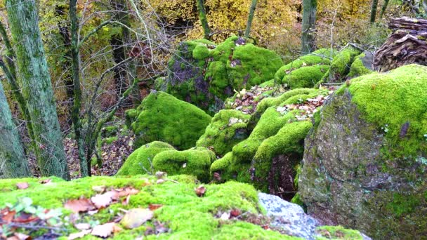 Medio Ambiente Forestal Moss Sobre Piedras Bosque — Vídeos de Stock