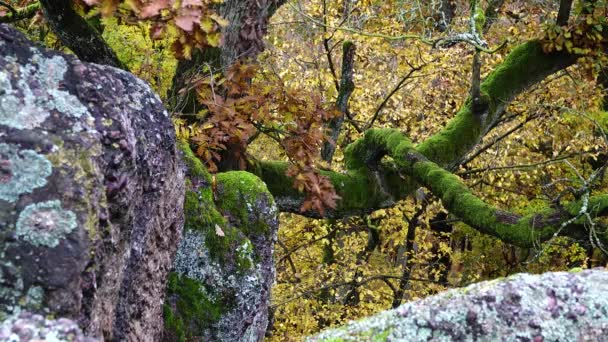 Kamienne Środowisko Leśne Drzewa Otoczone Mchem Opadłymi Liśćmi — Wideo stockowe