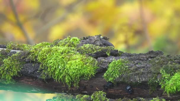Baumstamm Mit Moos Bedeckt Waldumwelt — Stockvideo