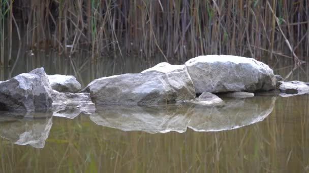 Grandes Pedras Brancas Uma Lagoa Com Juncos — Vídeo de Stock