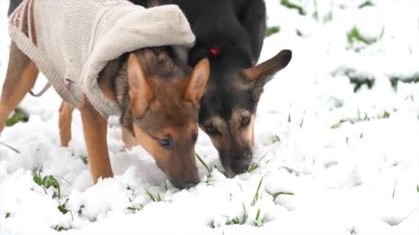 Happy Beautiful Dogs Winter Nature — Stok Video