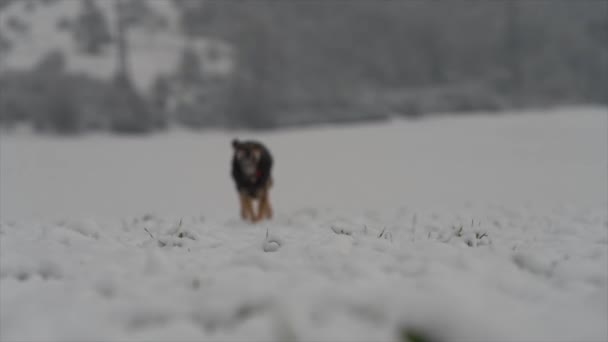 Šťastný Pes Zimní Přírodě — Stock video