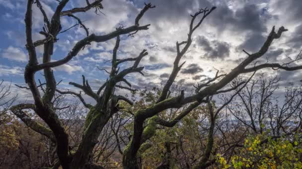 Time Lapse Tree Crown — Stock Video