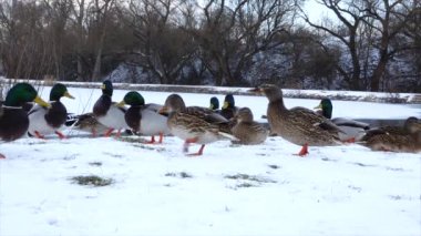 Mallard (Anas platyrhynchos) vahşi doğada donmuş bir gölette.