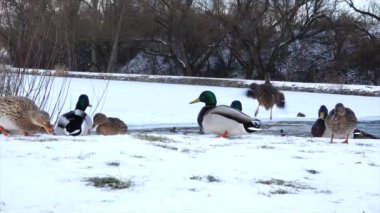 Mallard (Anas platyrhynchos) vahşi doğada donmuş bir gölette.