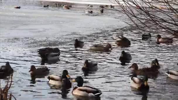 Divoké Kachny Anas Platyrhynchos Plovoucí Zimě Zamrzlém Jezírku — Stock video