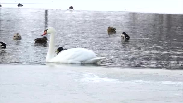 Slow Motion Video Swans Swimming Pond — Stock Video