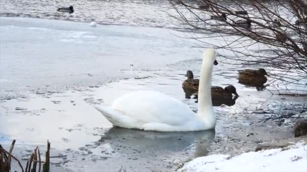 Cisnes Brancos Lagoa Inverno — Vídeo de Stock